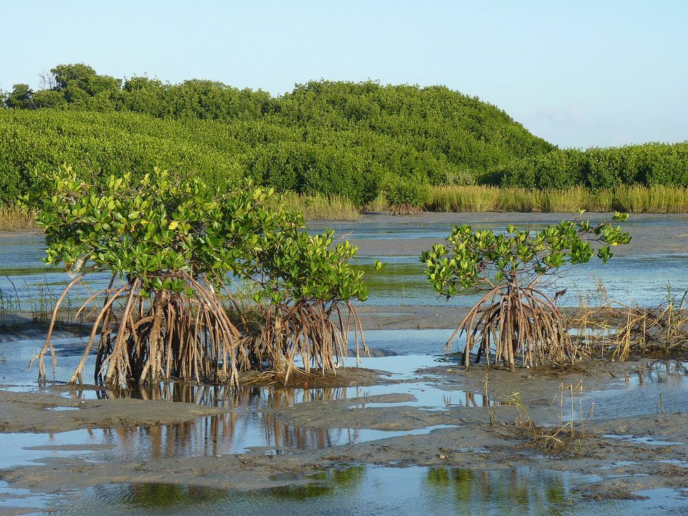 Click to See Next Image